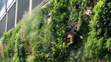 Die Wilde Klimawand, eine biodiversitätsfördernde Fassadenbegrünung als Lösungsbaustein einer nachhaltigen Stadtgestaltung