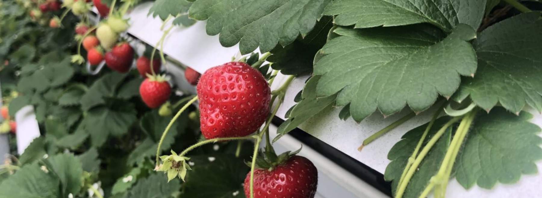 Erdbeeren im Regal im Dachgewächshaus 1 