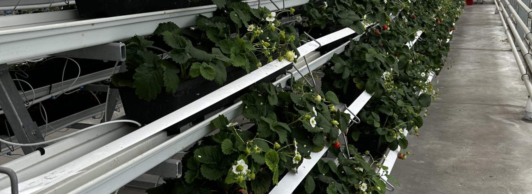 Erdbeeren im Regal im Dachgewächshaus 2