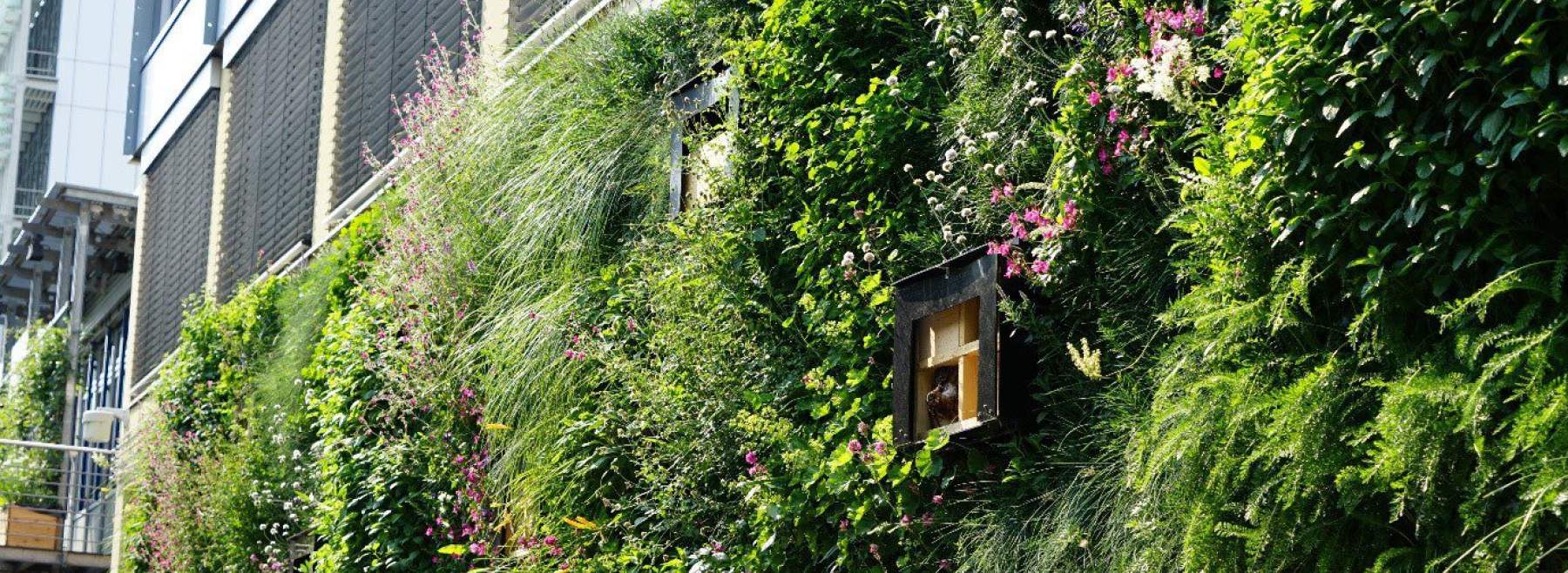 Die Wilde Klimawand, eine biodiversitätsfördernde Fassadenbegrünung als Lösungsbaustein einer nachhaltigen Stadtgestaltung